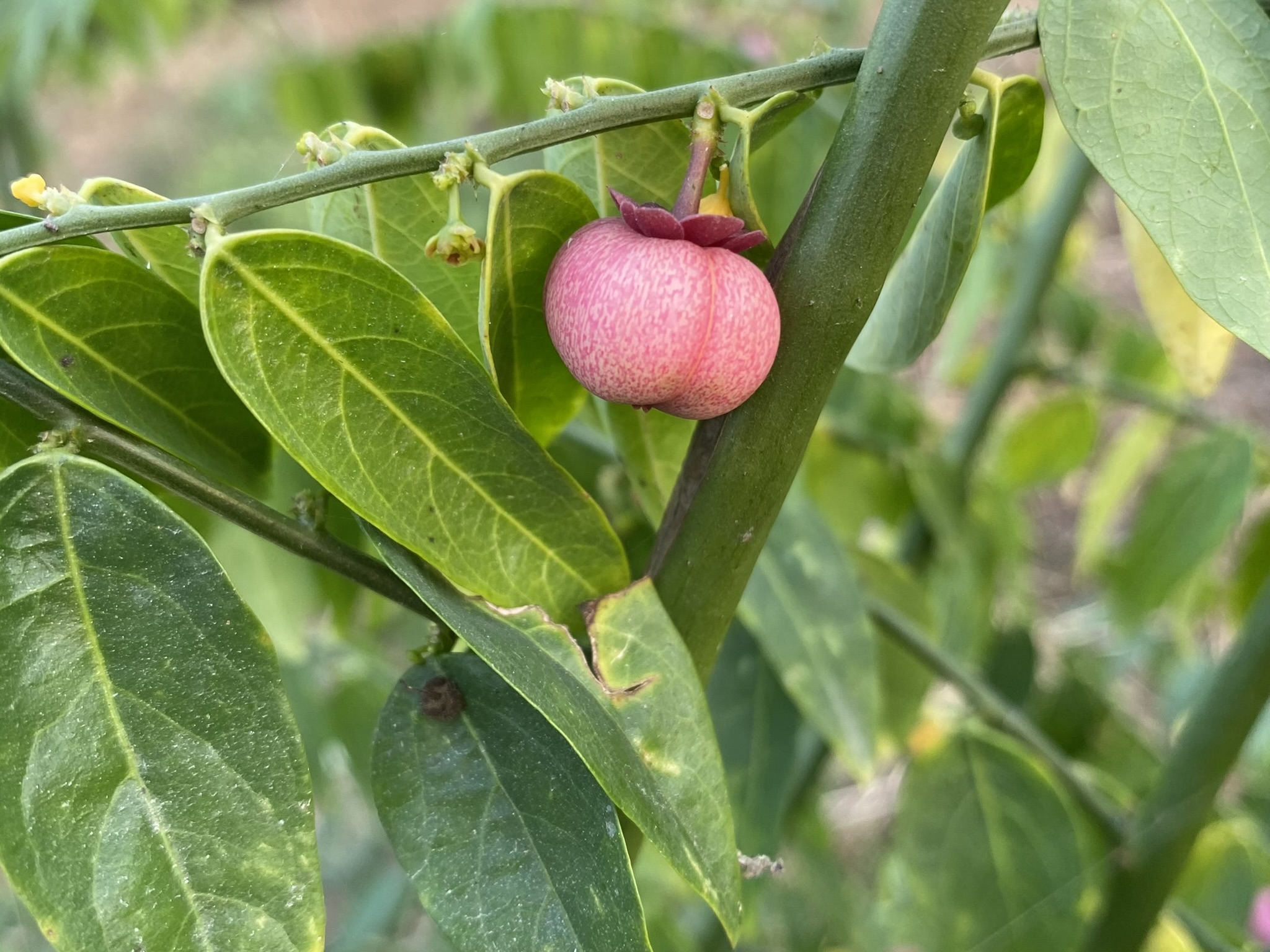 A ribbed pink fruit and small flowers beneath the leaves of katuk