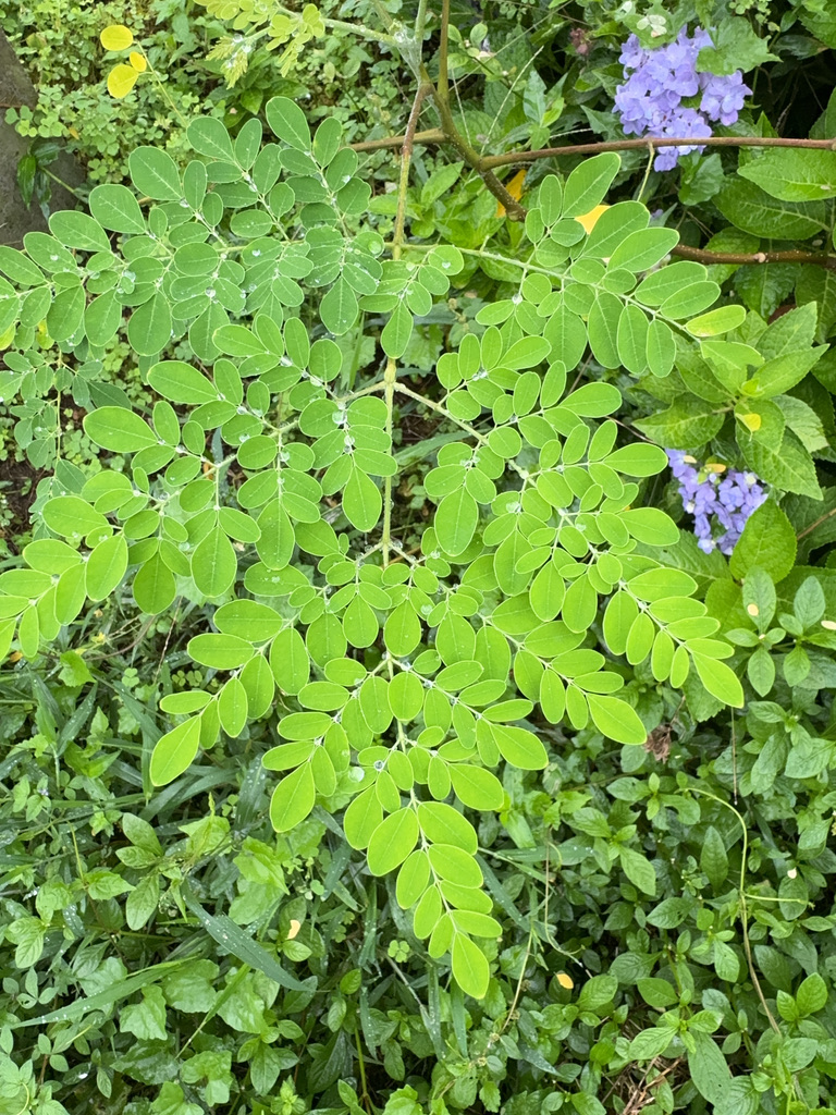 Moringa compound leaves growing among diverse vegetation