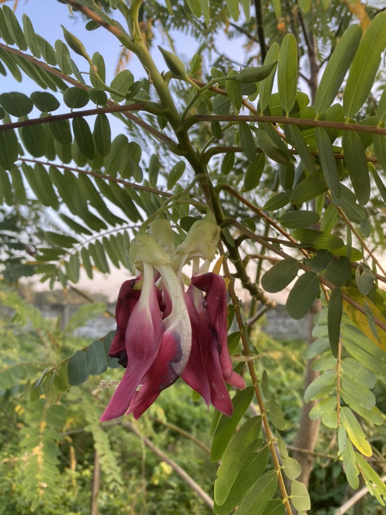 Red Sesbania grandiflora flowers hanging among compound leaves at Wellspring Farm